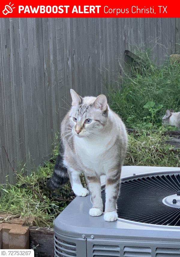 Lost Female Cat last seen Wildfire Dr, Corpus Christi, TX 78414