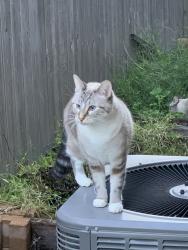 Lost Female Cat last seen Wildfire Dr, Corpus Christi, TX 78414