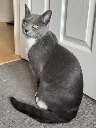 Lost Male Cat last seen Alice Ave, Spokane, WA 99205