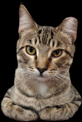 Lost Male Cat last seen Geyer and Jefferson , Kirkwood, MO 63122