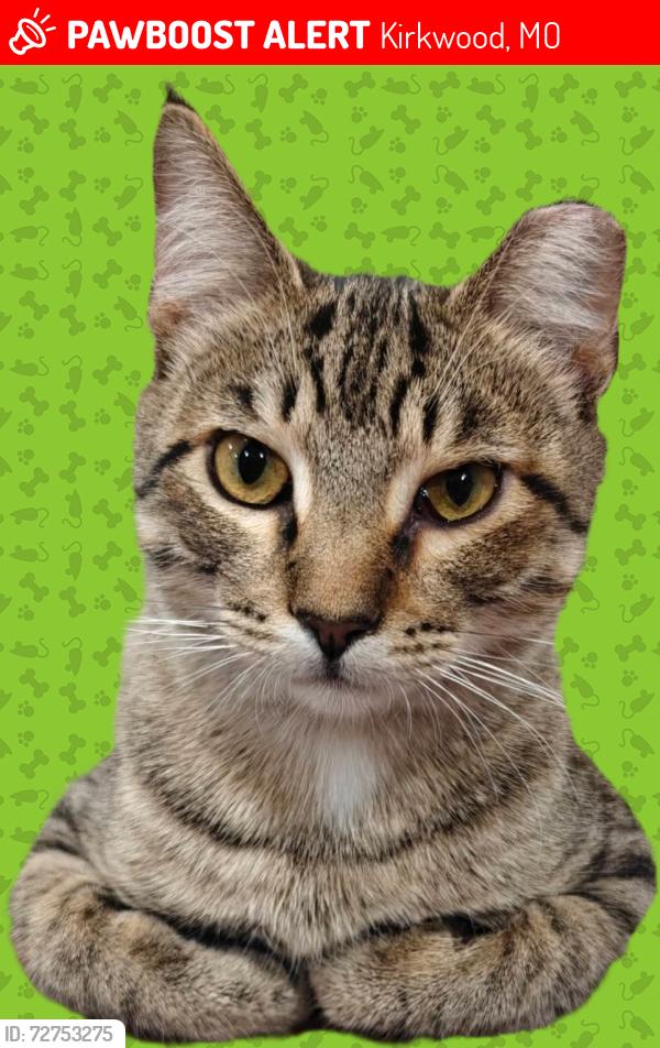 Lost Male Cat last seen Geyer and Jefferson , Kirkwood, MO 63122