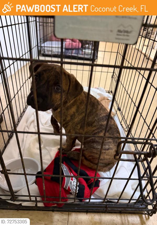 Found/Stray Male Dog last seen  5365 Lyons rd. coconut creek Fl 33073, Coconut Creek, FL 33073