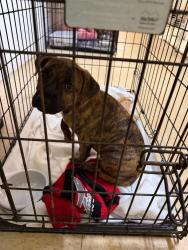 Found/Stray Male Dog last seen  5365 Lyons rd. coconut creek Fl 33073, Coconut Creek, FL 33073