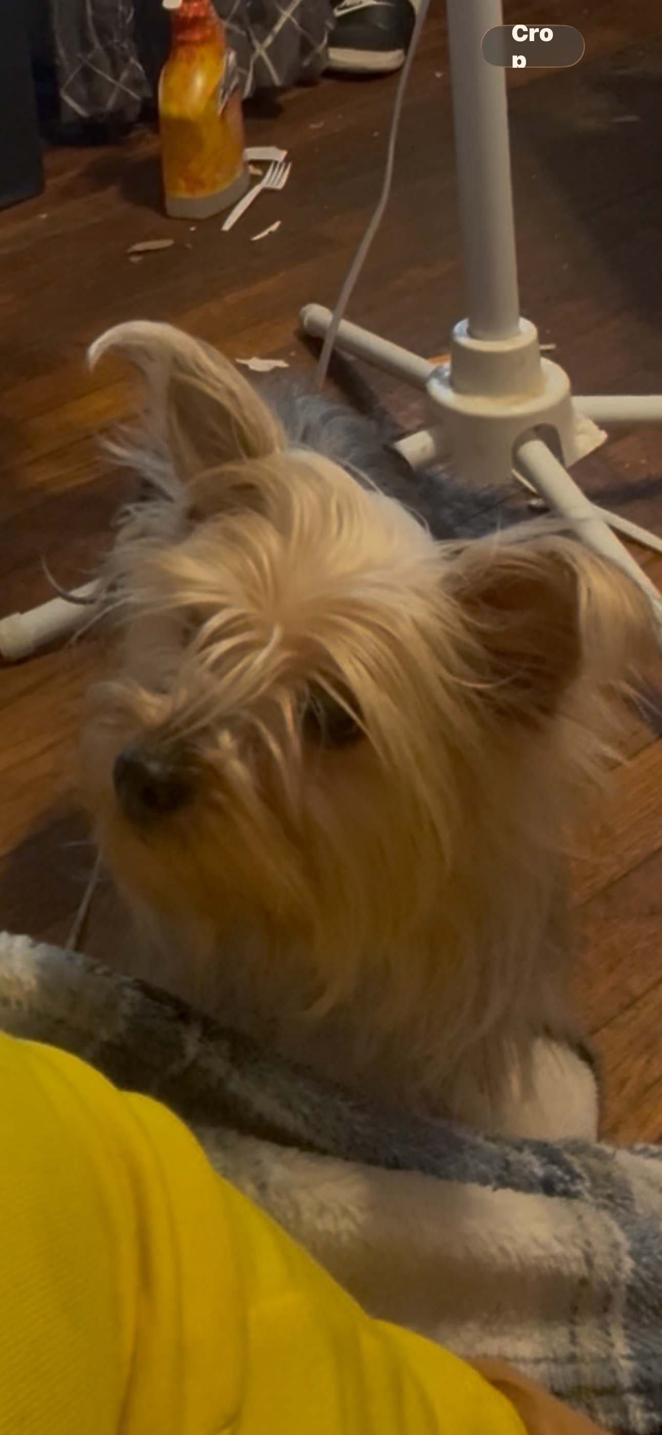 Lost Female Dog last seen Dexter st, Providence, RI 02907