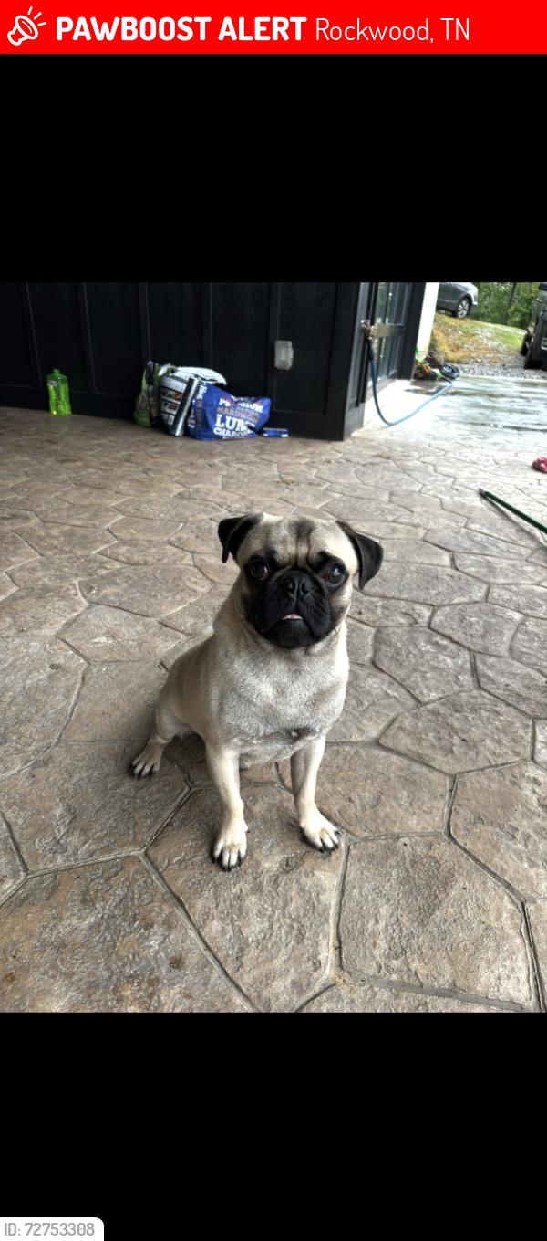 Lost Male Dog last seen Near Highway 70, Rockwood, TN 37854