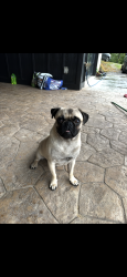 Lost Male Dog last seen Near Highway 70, Rockwood, TN 37854