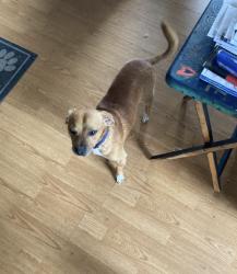 Lost Male Dog last seen  bourbon street, New Orleans, LA 70116