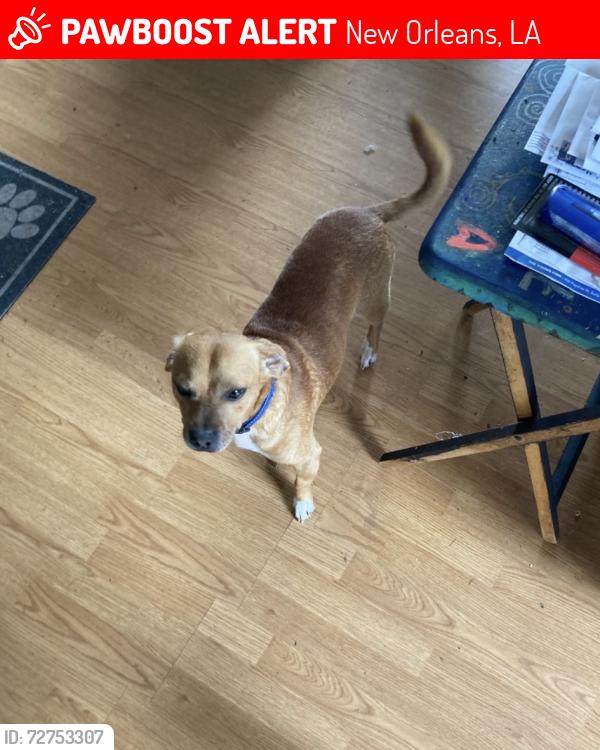 Lost Male Dog last seen  bourbon street, New Orleans, LA 70116