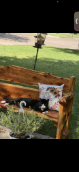Lost Male Cat last seen Quail Terrace , Mansfield, TX 76063