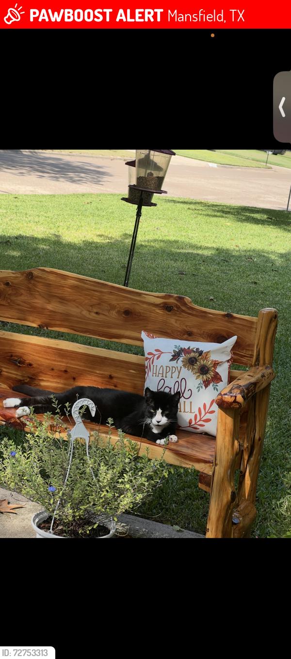 Lost Male Cat last seen Quail Terrace , Mansfield, TX 76063