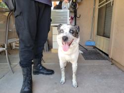 Found/Stray Unknown Dog last seen 59th Avenue and Utopia , Glendale, AZ 85308