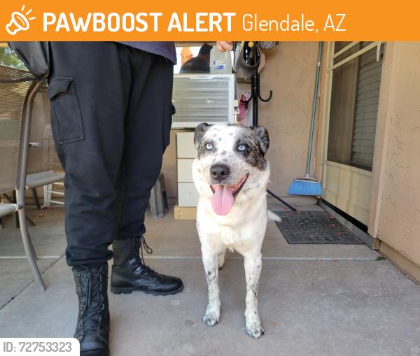 Found/Stray Unknown Dog last seen 59th Avenue and Utopia , Glendale, AZ 85308