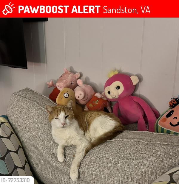 Lost Male Cat last seen Woodview & Antioch Dr. Sandston, VA, Sandston, VA 23150
