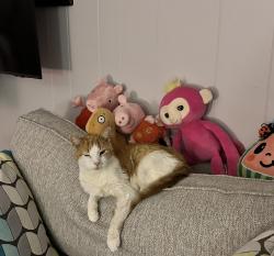 Lost Male Cat last seen Woodview & Antioch Dr. Sandston, VA, Sandston, VA 23150