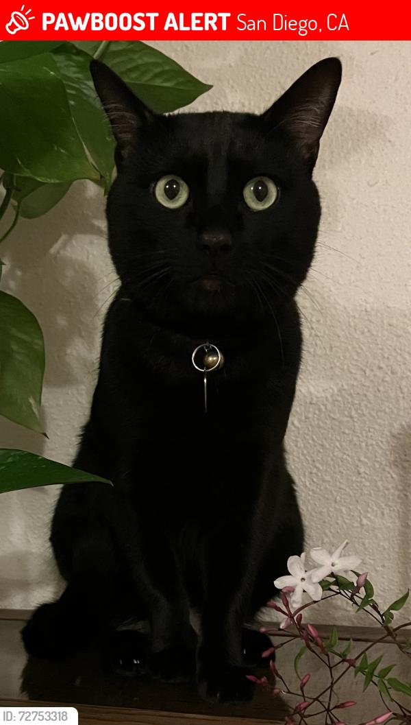 Lost Male Cat last seen Near Torrey Pines Rd., La Jolla, CA 92037, San Diego, CA 92037