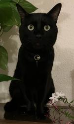 Lost Male Cat last seen Near Torrey Pines Rd., La Jolla, CA 92037, San Diego, CA 92037
