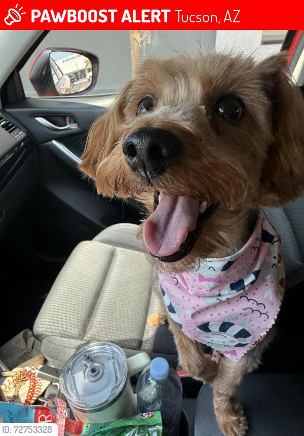 Lost Female Dog last seen Wentworth and Tanque Verde, Tucson, AZ 85749