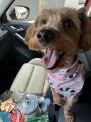 Lost Female Dog last seen Wentworth and Tanque Verde, Tucson, AZ 85749