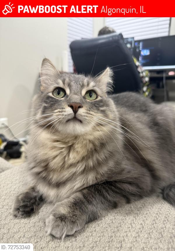Lost Male Cat last seen Es street, Algonquin, IL 60102