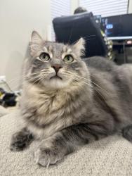 Lost Male Cat last seen Es street, Algonquin, IL 60102