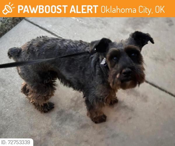 Found/Stray Male Dog last seen Sw 29th and Coventry Manor , Oklahoma City, OK 73128