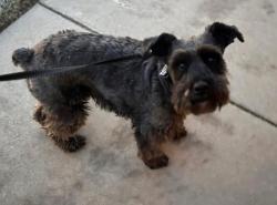 Found/Stray Male Dog last seen Sw 29th and Coventry Manor , Oklahoma City, OK 73128