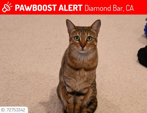 Lost Female Cat last seen Near coyote springs drive diamond bar CA 91765, Diamond Bar, CA 91765