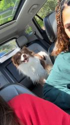 Found/Stray Male Dog last seen near bad astronaut, Houston, TX 77009