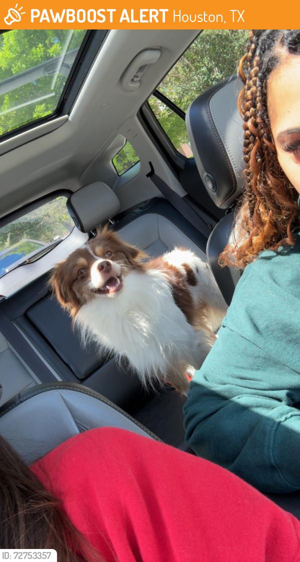 Found/Stray Male Dog last seen near bad astronaut, Houston, TX 77009