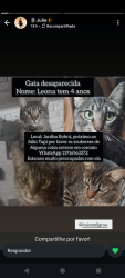 Lost Female Cat last seen Próximo ao julio tupi, Vila Nancy, SP 08440-261