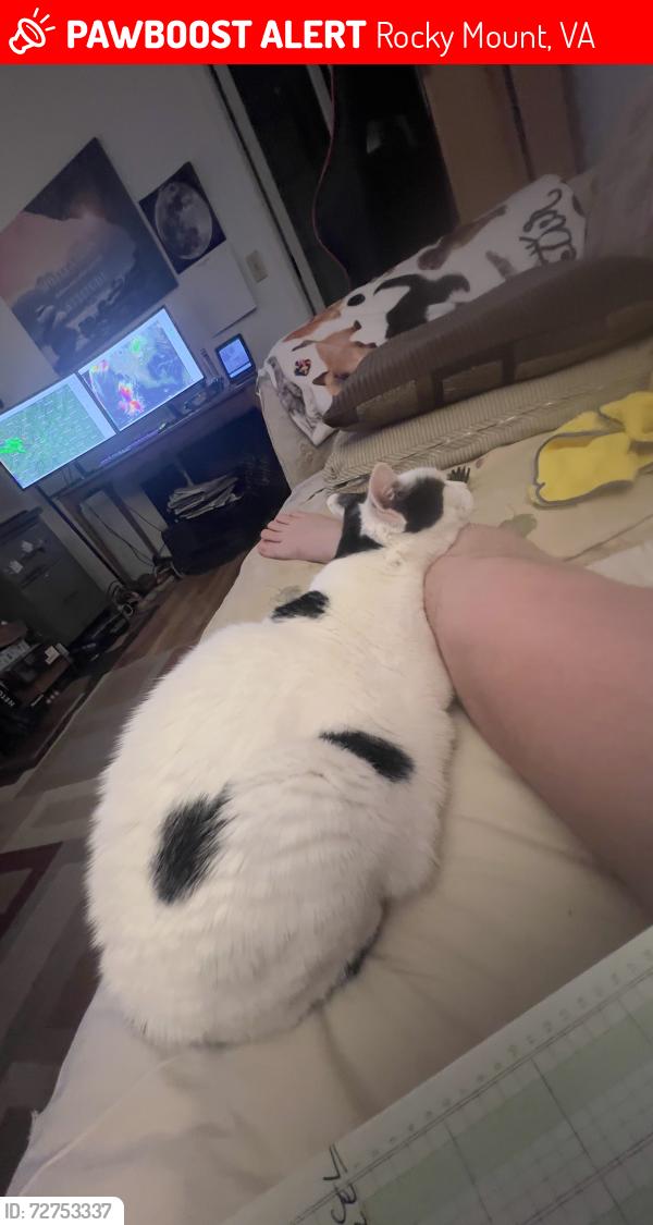 Lost Female Cat last seen Route 122 in Franklin County near the Intersection of Angle Plantation Road where the old train is. We are the 3rd  on the right if coming from 122., Rocky Mount, VA 24151