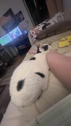 Lost Female Cat last seen Route 122 in Franklin County near the Intersection of Angle Plantation Road where the old train is. We are the 3rd  on the right if coming from 122., Rocky Mount, VA 24151