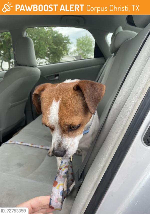 Found/Stray Male Dog last seen Sante fe, Corpus Christi, TX 78411