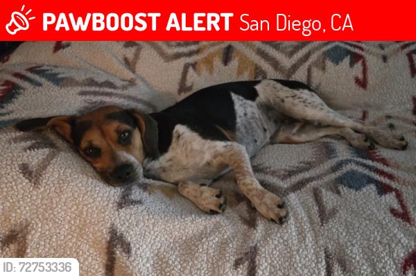 Lost Female Dog last seen 43rd & Market St, San Diego, CA 92102