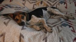 Lost Female Dog last seen 43rd & Market St, San Diego, CA 92102