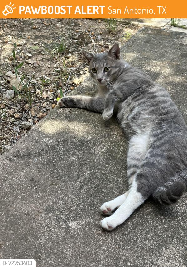 Found/Stray Male Cat last seen Wetmore Road, San Antonio, TX 78217
