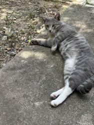 Found/Stray Male Cat last seen Wetmore Road, San Antonio, TX 78217