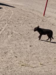 Found/Stray Unknown Dog last seen Horizon Blvd and gateway blvd , El Paso, TX 79928