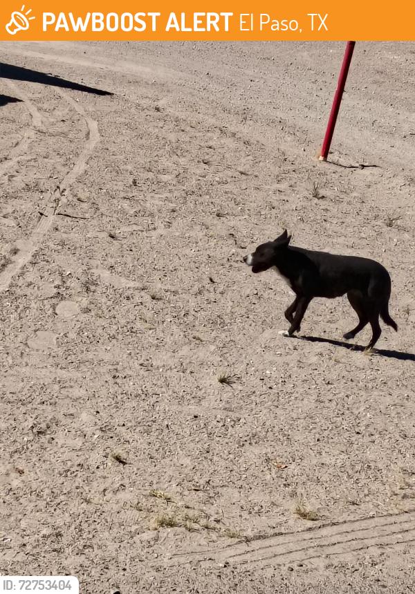 Found/Stray Unknown Dog last seen Horizon Blvd and gateway blvd , El Paso, TX 79928
