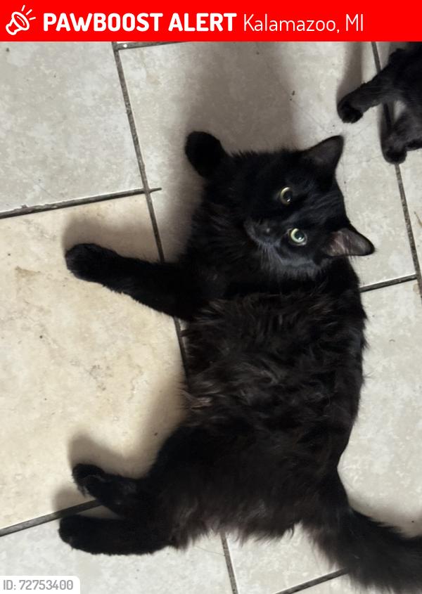 Lost Male Cat last seen Kings highway , Kalamazoo, MI 49048