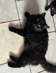 Lost Male Cat last seen Kings highway , Kalamazoo, MI 49048