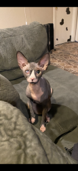 Lost Female Cat last seen Charleston and Eastern , Las Vegas, NV 89101