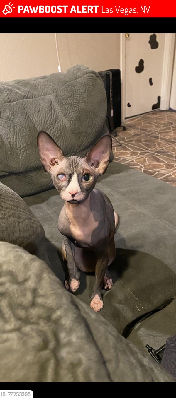 Lost Female Cat last seen Charleston and Eastern , Las Vegas, NV 89101