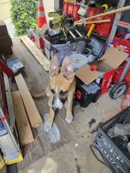 Found/Stray Male Dog last seen Near w 70 th st, Los Angeles, CA 90044