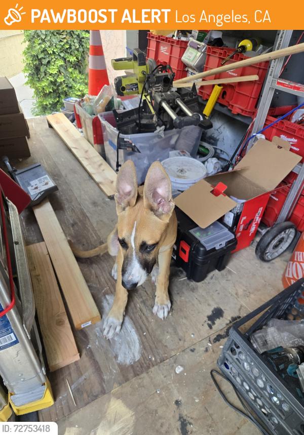 Found/Stray Male Dog last seen Near w 70 th st, Los Angeles, CA 90044