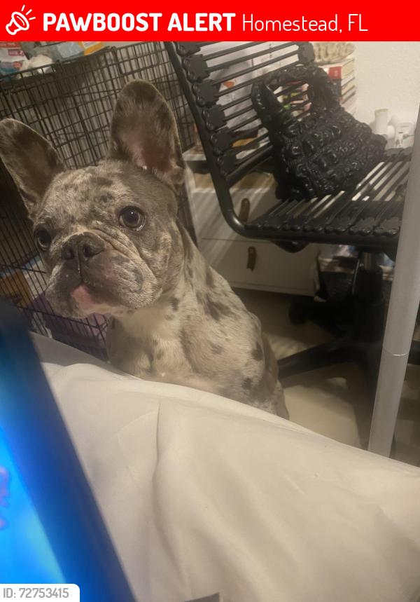 Lost Female Dog last seen E Palm Dr. and SE 13th Ave, Homestead, FL 33035