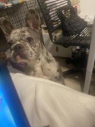 Lost Female Dog last seen E Palm Dr. and SE 13th Ave, Homestead, FL 33035