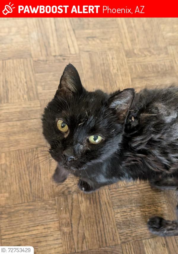 Lost Male Cat last seen 10th st and Cinnabar, Phoenix, AZ 85020