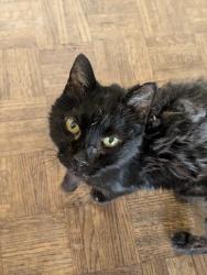 Lost Male Cat last seen 10th st and Cinnabar, Phoenix, AZ 85020