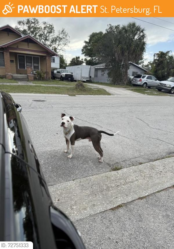 Found/Stray Male Dog last seen Near st s and Emerson Ave S, St. Petersburg, FL 33707